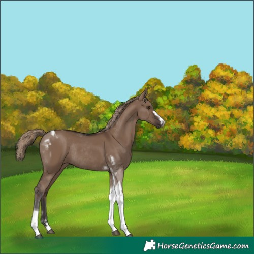 Horse Color:Liver Red Dun Tobiano Rabicano 