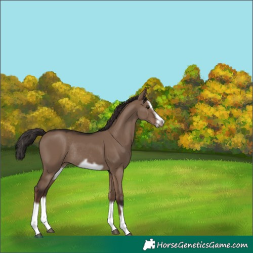 Horse Color:Liver Red Dun Splash Frame Rabicano 