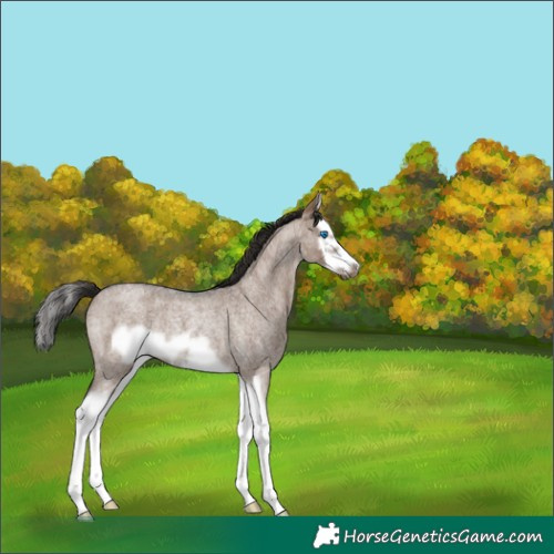 Horse Color:Liver Red Dun Roan Splash Frame Rabicano 