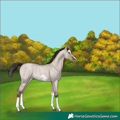 Horse Color:Liver Red Dun Roan Splash Frame Rabicano 