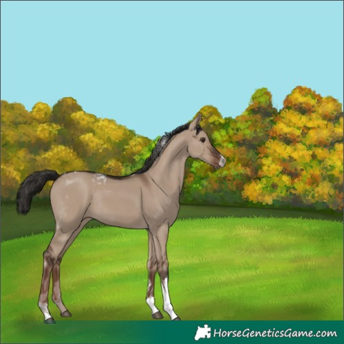 Horse Color:Liver Red Dun Tobiano Rabicano 