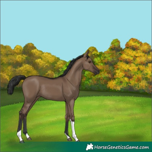 Horse Color:Liver Red Dun Tobiano Rabicano 