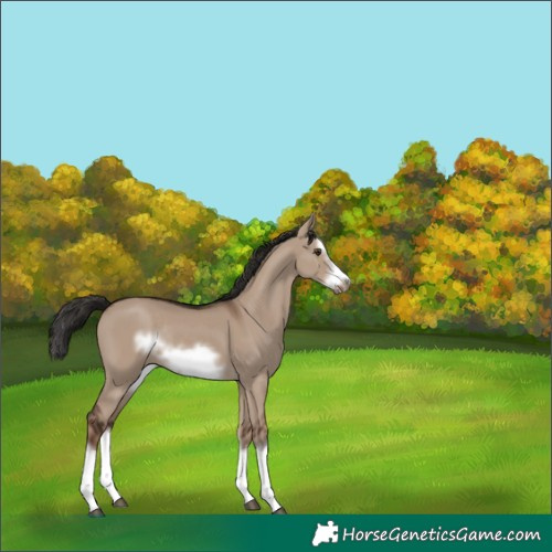 Horse Color:Liver Red Dun Splash Frame Rabicano 