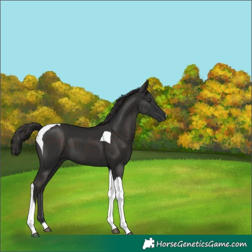 Horse Color:Liver Chestnut Tobiano 