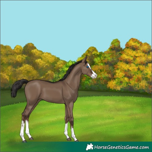 Horse Color:White Spotted Liver Red Dun Splash 
