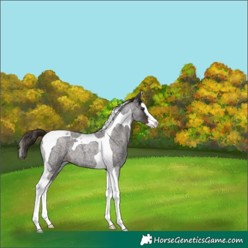 Horse Color:Liver Red Roan Splash Tobiano 