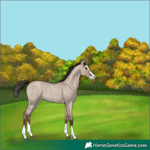 Horse Color:Liver Red Dun Roan Splash 