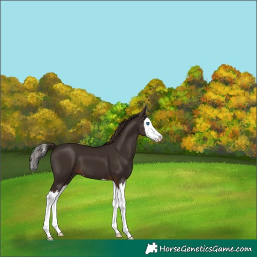 Horse Color:Liver Chestnut Splash 