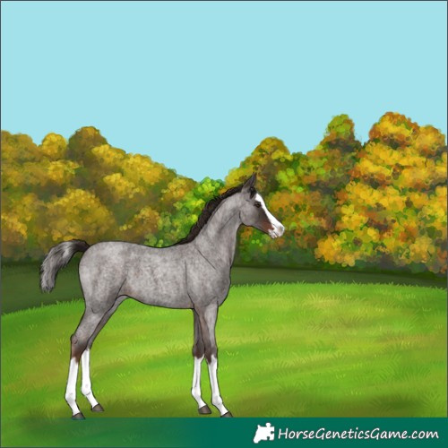 Horse Color:Liver Red Roan Splash 