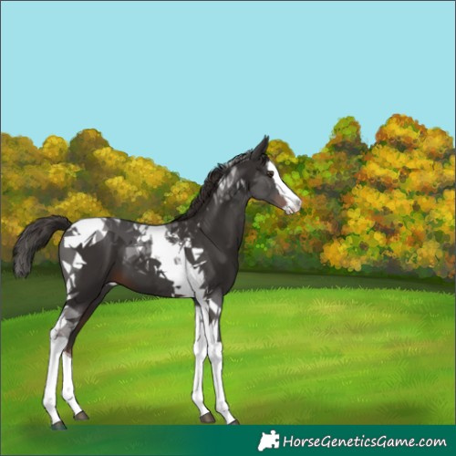 Horse Color:Liver Chestnut Splash Tobiano 