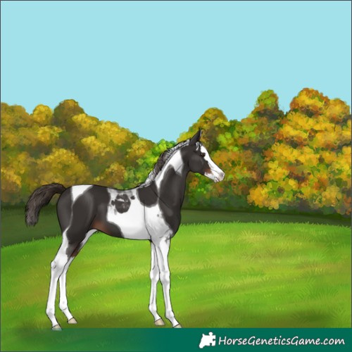 Horse Color:Liver Chestnut Splash Tobiano 