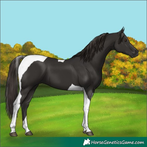 Horse Color:Liver Chestnut Tobiano 