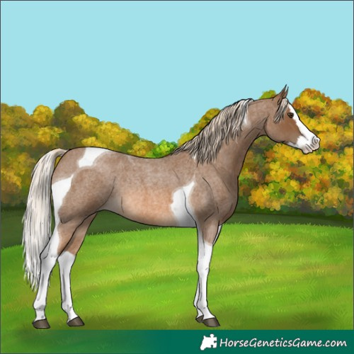 Horse Color:Chocolate Palomino Roan Splash Tobiano Rabicano 