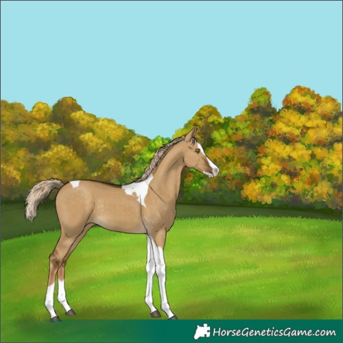 Horse Color:Chocolate Palomino Dun Splash Tobiano Rabicano 