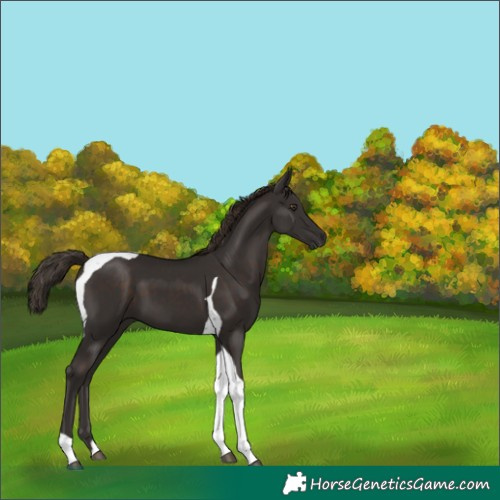 Horse Color:Liver Chestnut Tobiano 