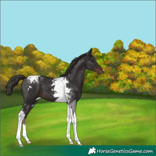 Horse Color:Liver Chestnut Tobiano 