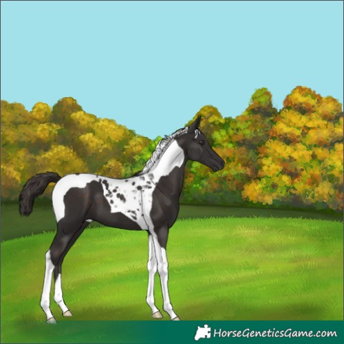 Horse Color:Liver Chestnut Tobiano 