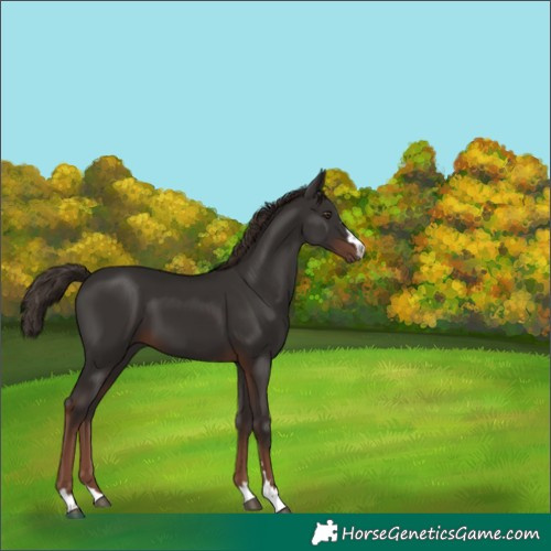 Horse Color:Liver Chestnut 