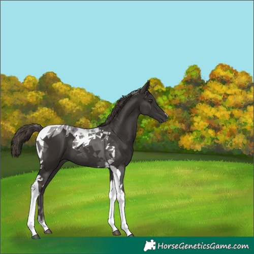 Horse Color:Liver Chestnut Tobiano 