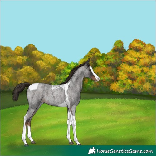 Horse Color:Liver Red Roan Splash Tobiano 