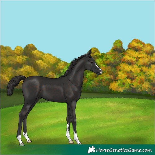 Horse Color:Liver Chestnut 