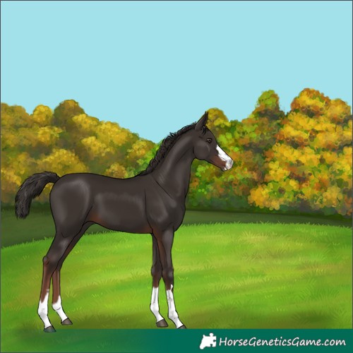Horse Color:Liver Chestnut 