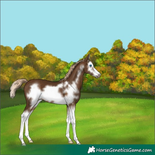 Horse Color:Chocolate Palomino Splash Frame 