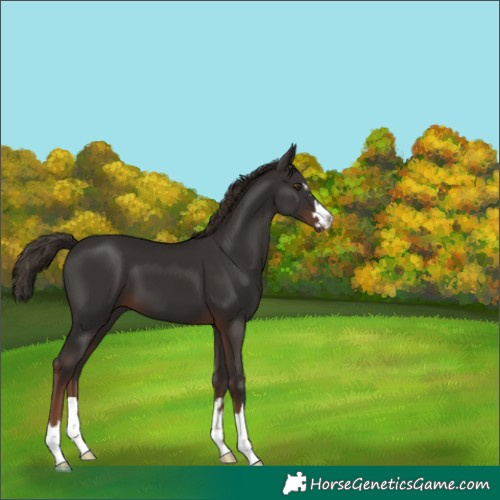 Horse Color:Liver Chestnut 