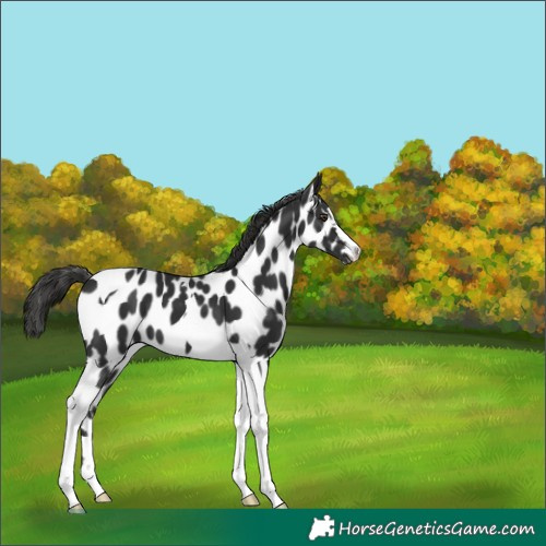 Horse Color:Liver Chestnut Tobiano Near Leopard 