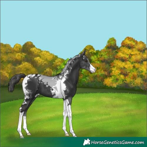 Horse Color:White Spotted Liver Chestnut Tobiano 