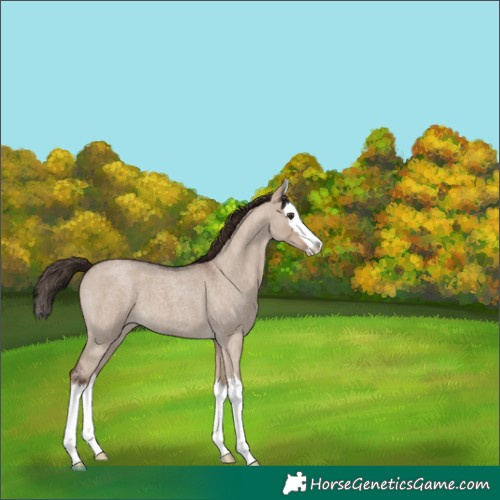 Horse Color:Liver Red Dun Roan Splash 