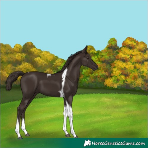 Horse Color:Liver Chestnut Tobiano 