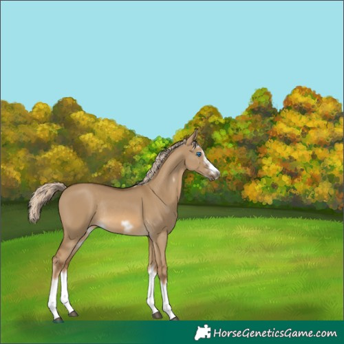 Horse Color:Chocolate Palomino Dun Splash Frame Rabicano 