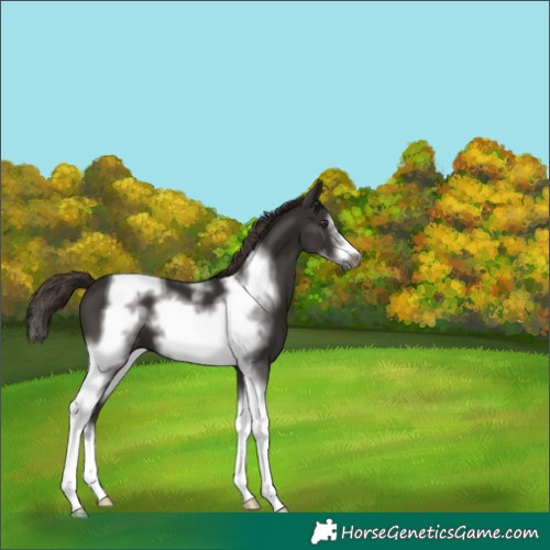 Horse Color:Liver Chestnut Tobiano Frame 