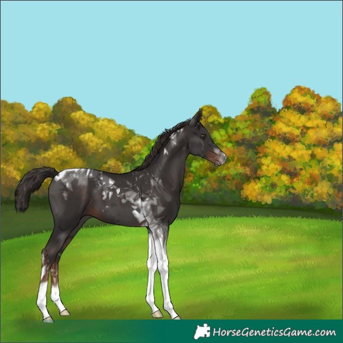Horse Color:Liver Chestnut Tobiano 