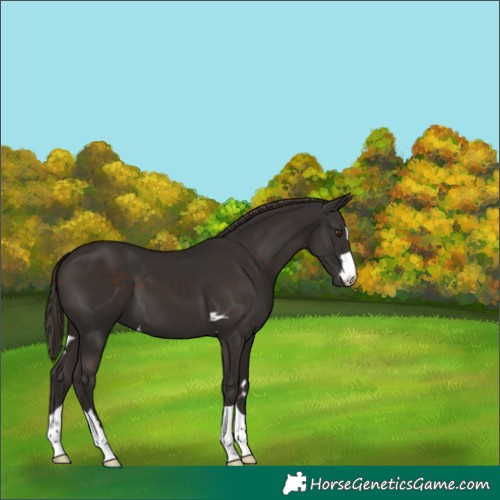 Horse Color:Liver Chestnut 