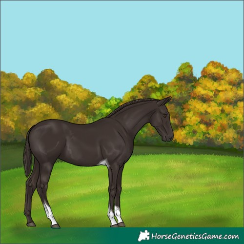 Horse Color:Liver Chestnut Tobiano 