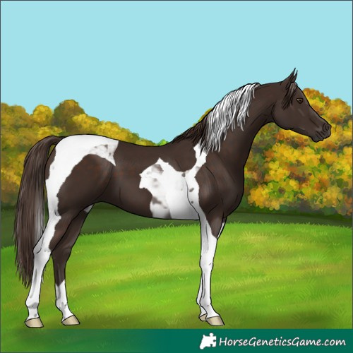 Horse Color:Liver Chestnut Tobiano 