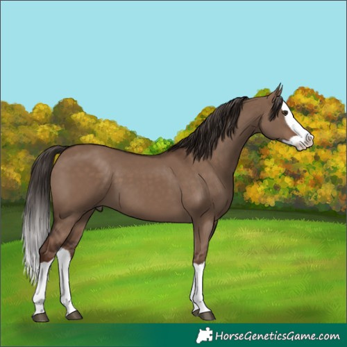 Horse Color:Liver Red Dun Splash 