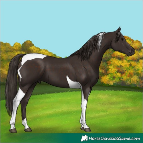 Horse Color:Liver Chestnut Tobiano 