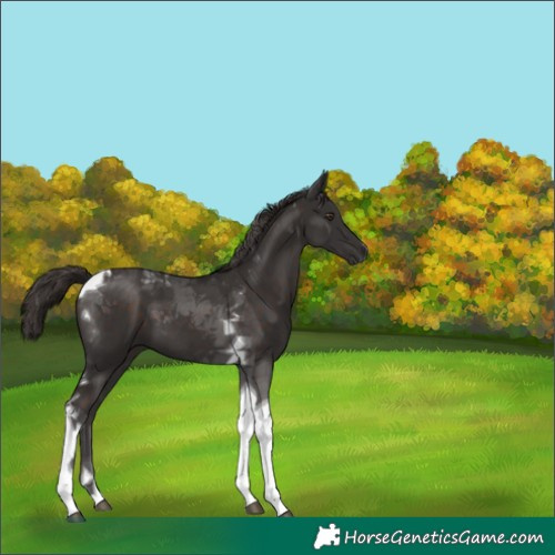 Horse Color:Liver Chestnut Tobiano 