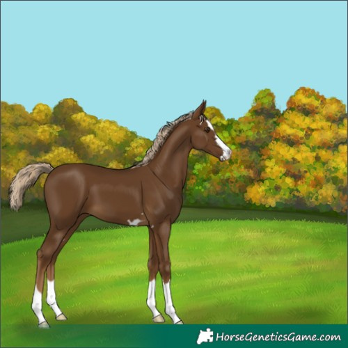 Horse Color:Chocolate Palomino 
