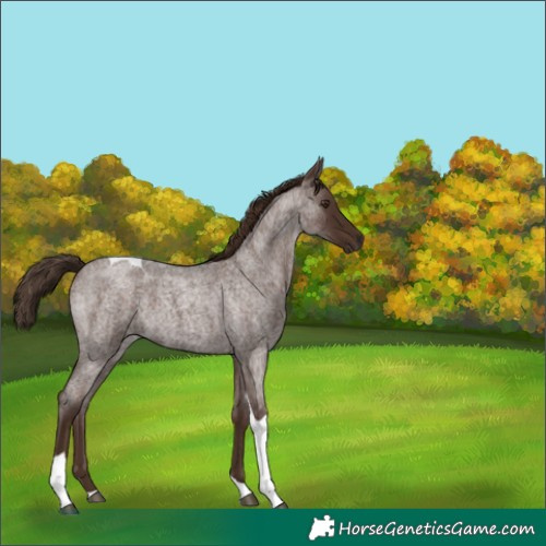 Horse Color:Liver Red Roan Tobiano 