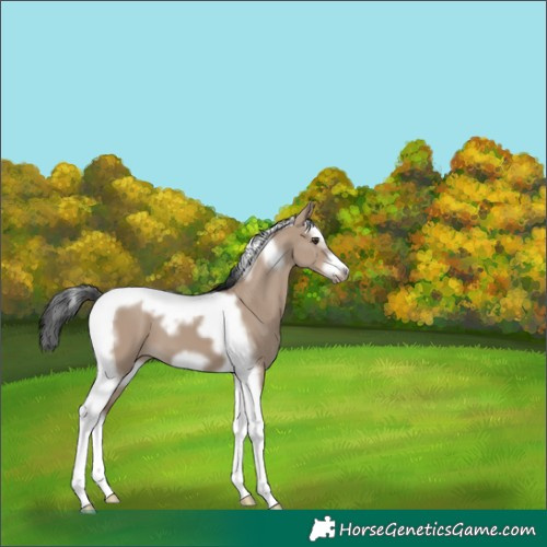 Horse Color:Liver Red Dun Splash Tobiano Frame 