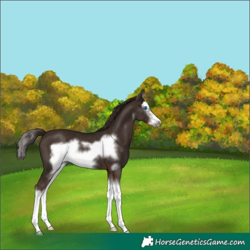 Horse Color:White Spotted Liver Chestnut Splash Frame Rabicano 