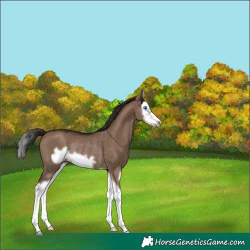 Horse Color:Liver Red Dun Splash Frame Rabicano 