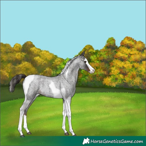 Horse Color:Liver Red Roan Splash Tobiano Rabicano 