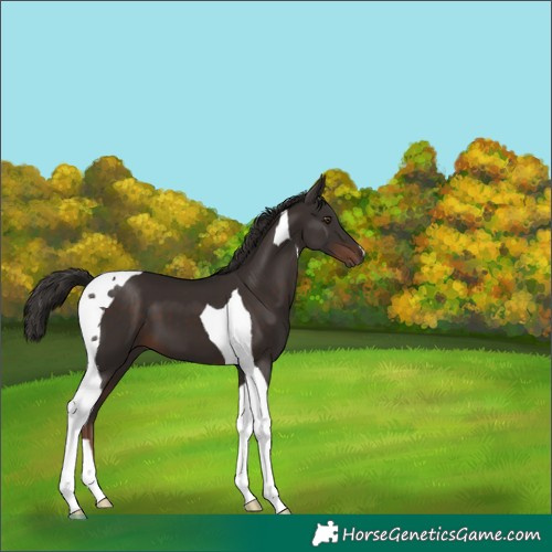 Horse Color:Liver Chestnut Tobiano 