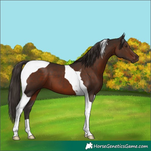 Horse Color:Liver Chestnut Tobiano 
