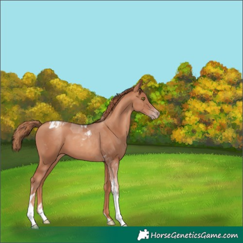Horse Color:Gold Champagne Tobiano 